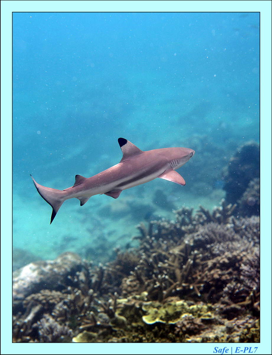 2016 - 07 - Leng Tengah - 035